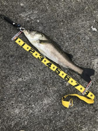 日の出から西宮ケーソンでショアジギ！