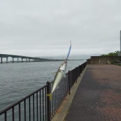 今日もサバは元気でした。