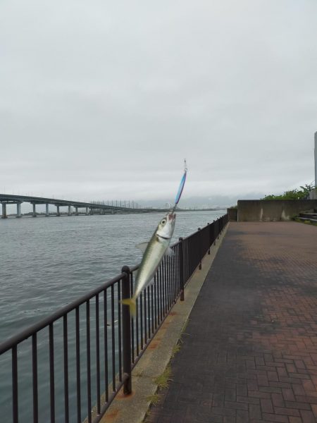 今日もサバは元気でした。