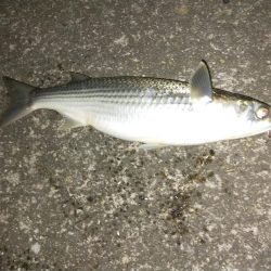 ボラが沸いてます