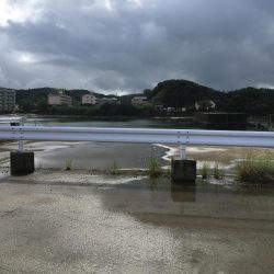 コアジ35匹、コサバ23匹