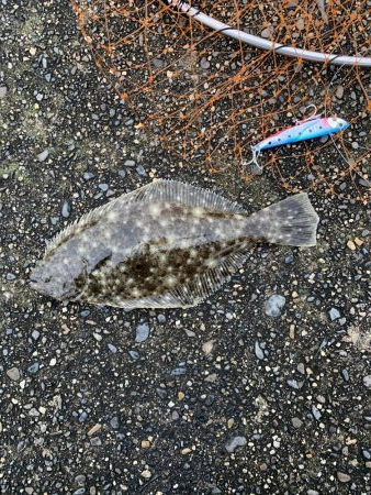 ヒラメ始めました