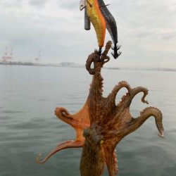 少しはタコが入ってきた感じ