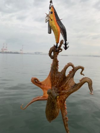 少しはタコが入ってきた感じ