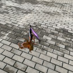 やっとタコ　ツ抜け