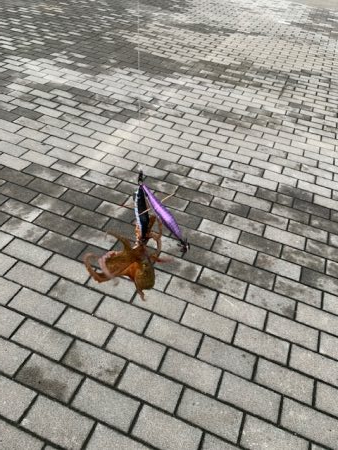 やっとタコ　ツ抜け