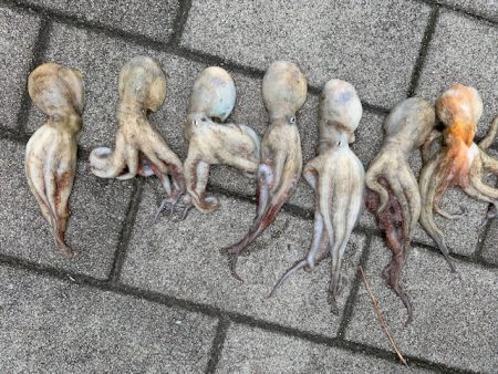 コスモ タコ好調だけど、小さい