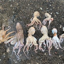 かもめ好調　コスモは、、、