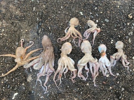 かもめ好調　コスモは、、、