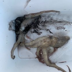 舞洲、タコ状況