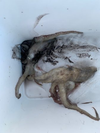 舞洲、タコ状況