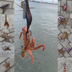 コスモのタコ　渋いけど　10杯