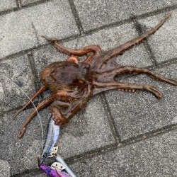 タコ　いることはいる