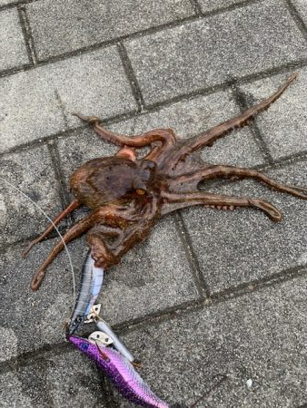 タコ　いることはいる