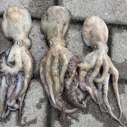 大雨の後は、、、