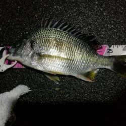 （2020/07/1 南港ヘチ釣り　キビレチヌ 31cm 釣果有り）