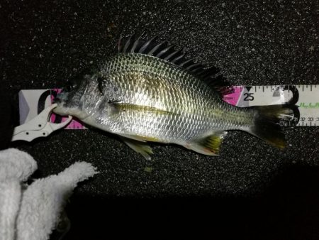 （2020/07/1 南港ヘチ釣り　キビレ…