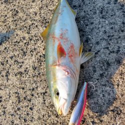 ショアジギで三目釣り