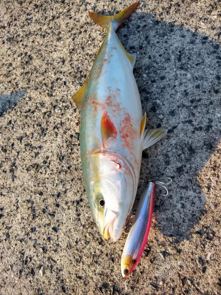 ショアジギで三目釣り