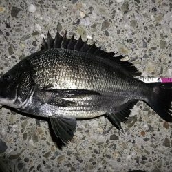 (2020/07/2 南港ヘチ釣り 真チヌ 41cm、キビレチヌ 42cm 釣果有り)