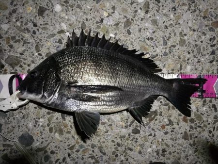 （2020/07/2 南港ヘチ釣り　 真チ…