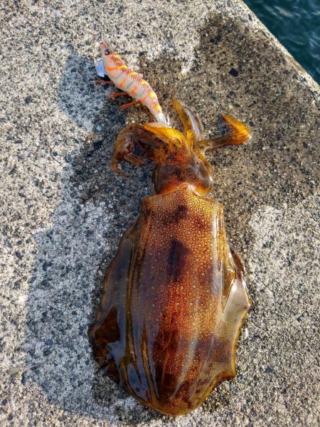 もう大きいのはいないかな？