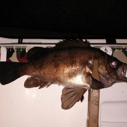 20upメバル入れ食い