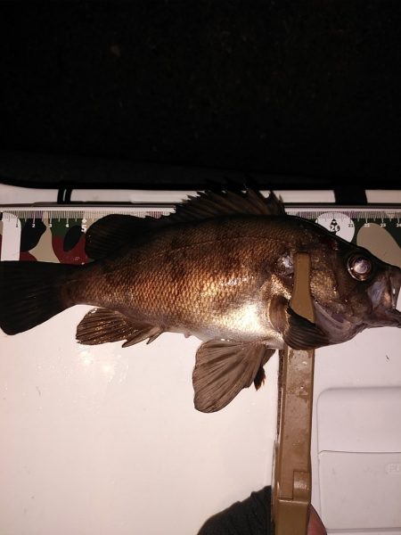 20upメバル入れ食い