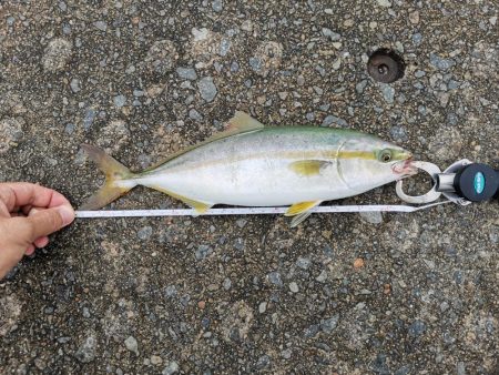 なんとか初ツバスゲット