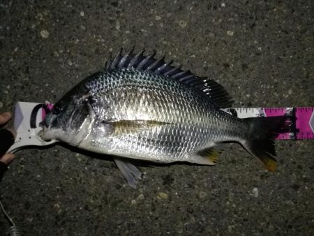 （2020/07/5 南港ヘチ釣り　 キビ…