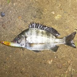 一応狙った魚が釣れました。