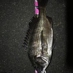 （2020/07/6 南港ヘチ釣り　 真チヌ:47.5cm、キビレチヌ 45.5cm、40cm~ 釣果有り）