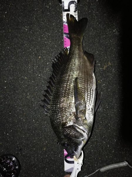 （2020/07/6 南港ヘチ釣り　 真チ…