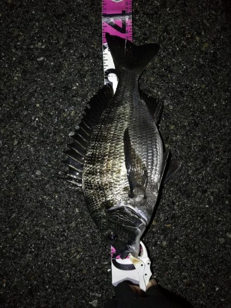 （2020/07/7 南港ヘチ釣り　 真チ…