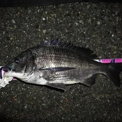 (2020/07/8 南港ヘチ釣り 真チヌ:46cm、キビレチヌ 39cm、35cm~ 釣果有り)