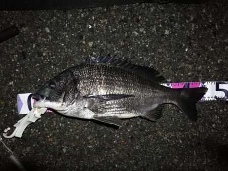 （2020/07/8 南港ヘチ釣り　 真チ…