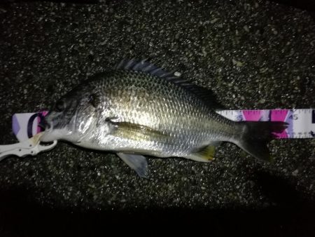 （2020/07/9 南港ヘチ釣り　 キビ…