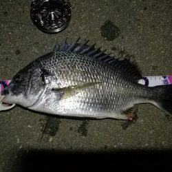 (2020/07/12 南港ヘチ釣り キビレチヌ 41cm、32㎝~ 真チヌ 釣果有り)