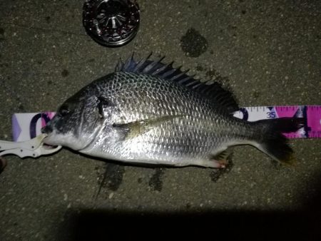 (2020/07/12 南港ヘチ釣り キビレチヌ 41cm、32㎝~ 真チヌ 釣果有り)