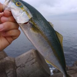 三目ショアジギ