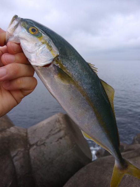 三目ショアジギ