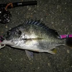 (2020/07/13 南港ヘチ釣り キビレチヌ 46cm 釣果有り)