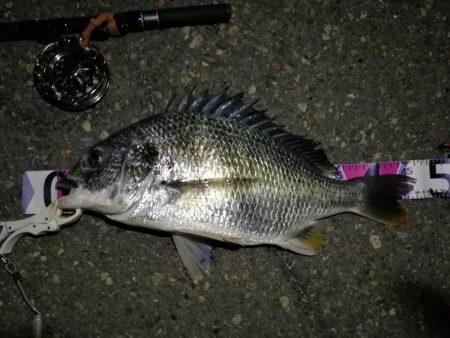 （2020/07/13 南港ヘチ釣り　 キ…