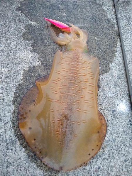 キロはないけど