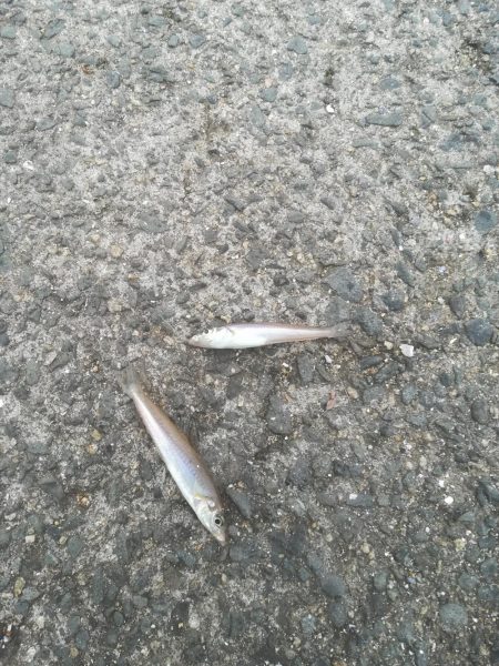 キスかガッチョか