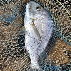 梅雨チヌ・・・