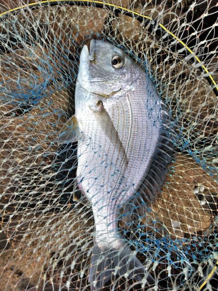 梅雨チヌ・・・