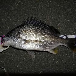 (2020/07/17 南港ヘチ釣り キビレチヌ 38cm、33㎝~ 釣果有り)