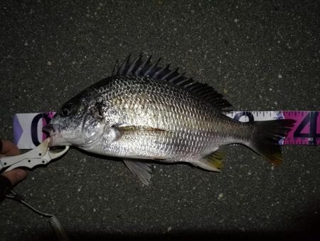 （2020/07/17 南港ヘチ釣り　 キ…