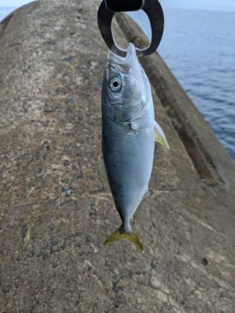 相変わらずのチビ